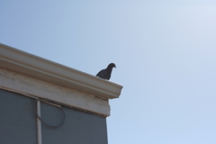 Columba livia domestica