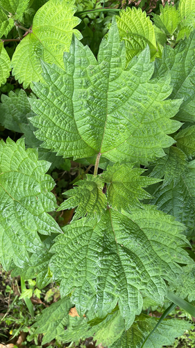 Boehmeria spicata iNat (3)