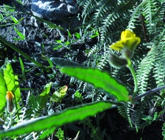 Rhynchosia leucoscias