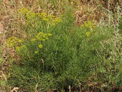Prangos ornata