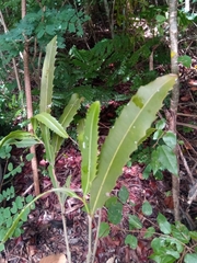 Brexiella