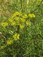 Prangos ornata