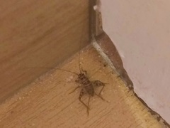 Gryllomorpha