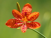 Blackberry Lily - Photo no rights reserved, uploaded by 葉子