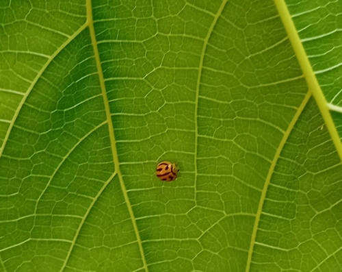 Anegleis cardoni
