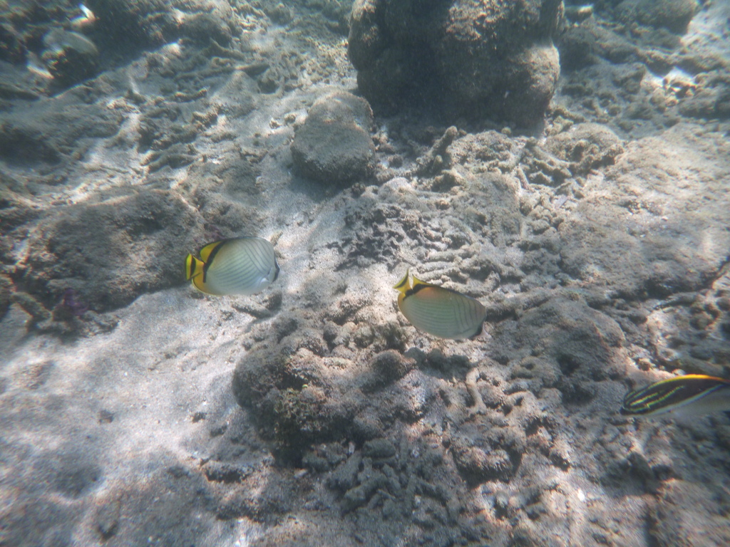 Vagabond butterflyfish