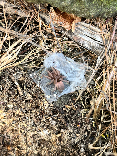 Stone Spiders