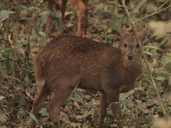 Axis porcinus