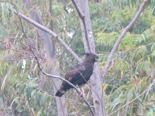 Long-crested Eagle