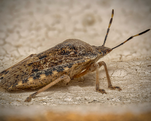 Mottled Stink Bug