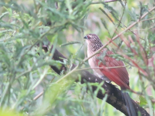 White-browed Coucal