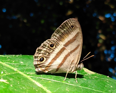 Cissia myncea