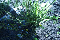 Rhynchosia leucoscias
