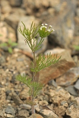 Scandix stellata