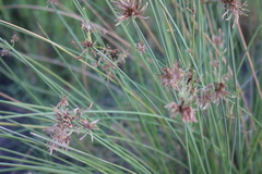 Cyperus marginatus image