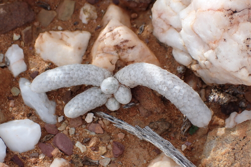 Avonia papyracea