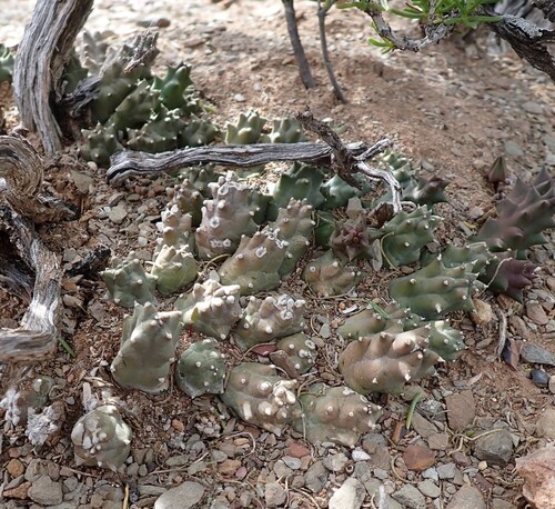 Ceropegia caespitosa
