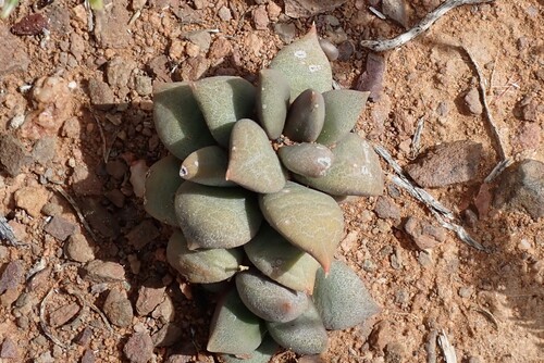Anacampseros varians Sweet
