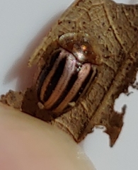 Agroiconota bivittata