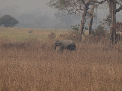 Elephas maximus indicus