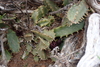 Stapeliopsis saxatilis - Photo (c) Karen Eichholz, some rights reserved (CC BY), uploaded by Karen Eichholz