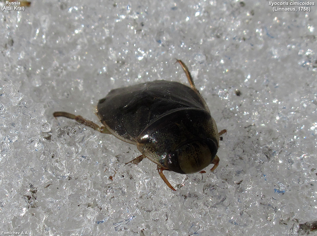 saucer bug from Russia, Altai Krai, Shpagino Train Station on April 22 ...