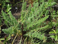 Schtschurowskia meifolia