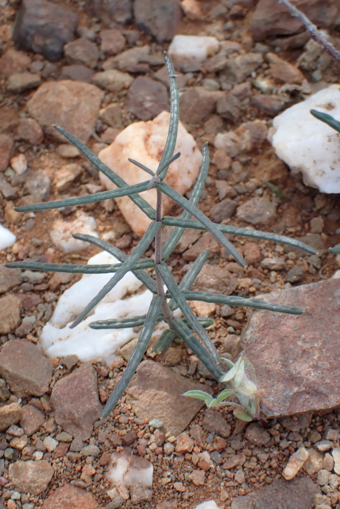 Fockea sinuata