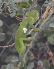 Chamaeleo zeylanicus
