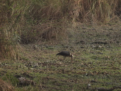 Leptoptilos javanicus