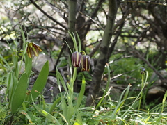 Fritillaria graeca