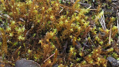 Geheebia ferruginea observed 2026-04-25
