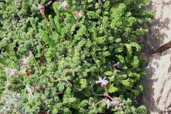Pelargonium abrotanifolium, photograph (c) Karen Eichholz, some rights reserved (CC BY)