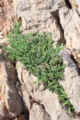 Pelargonium abrotanifolium, photograph (c) Karen Eichholz, some rights reserved (CC BY)