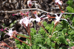 Pelargonium abrotanifolium, photograph (c) Karen Eichholz, some rights reserved (CC BY)