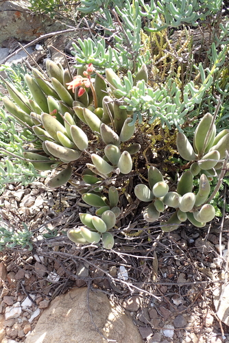 Cotyledon tomentosa