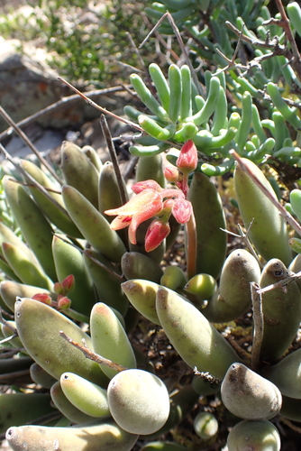 Cotyledon tomentosa