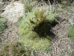 Azorella diapensioides