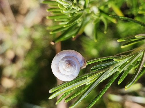 Xeropicta derbentina