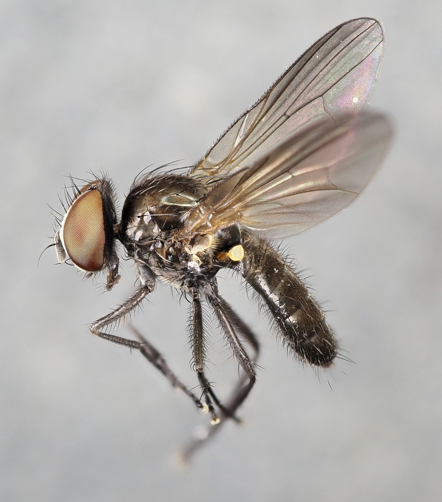 Fannia similis
