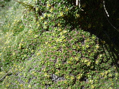 Azorella diapensioides