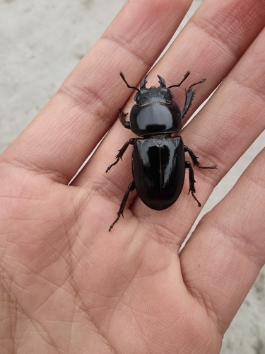 Serrognathus titanus platymelus