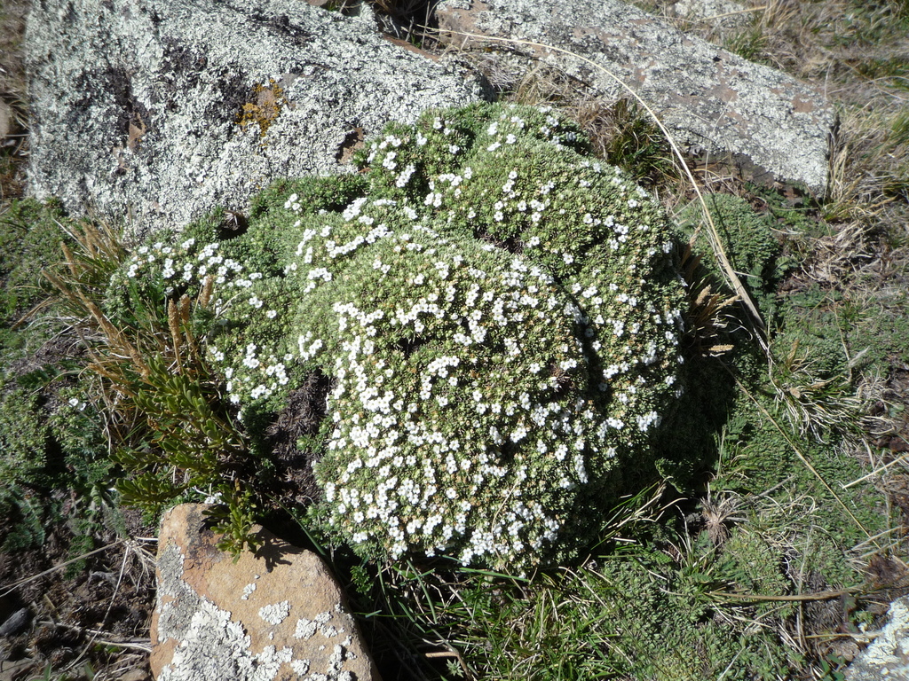 Junellia minima