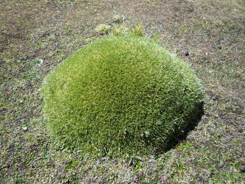 Aciachne pulvinata