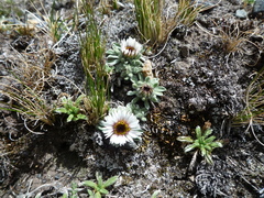 Erigeron rosulatus