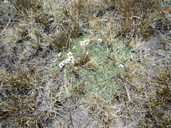 Erigeron rosulatus