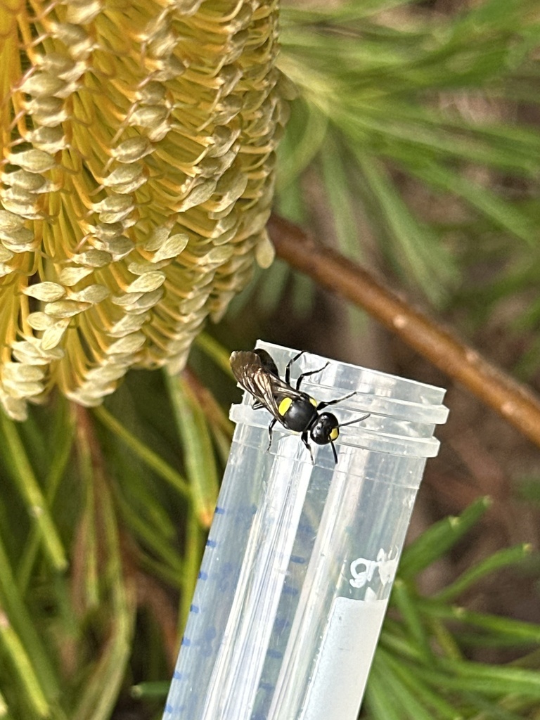 Hylaeus basilautus