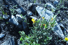 Rhynchosia leucoscias