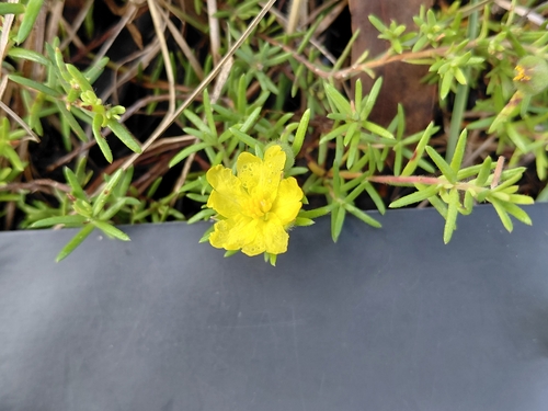 Hibbertia stricta observed 2026-04-29