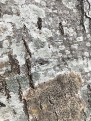 Pezizomycotina